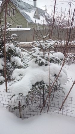 Genügend Schnee für alle